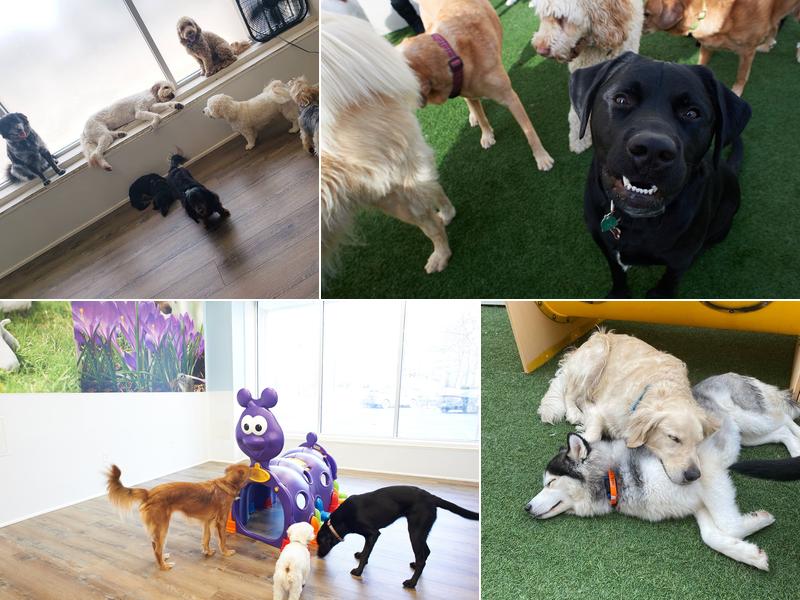 Pups @ Play Montclair