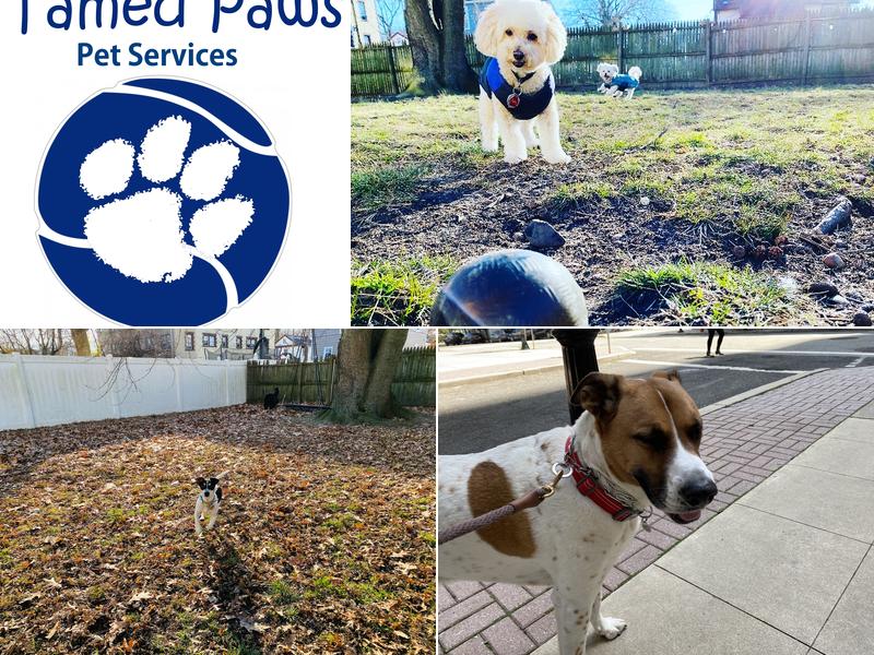 Tamed Paw's Dog Daycare and Boarding