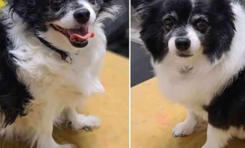 Platinum Petz LLC - Pet Grooming