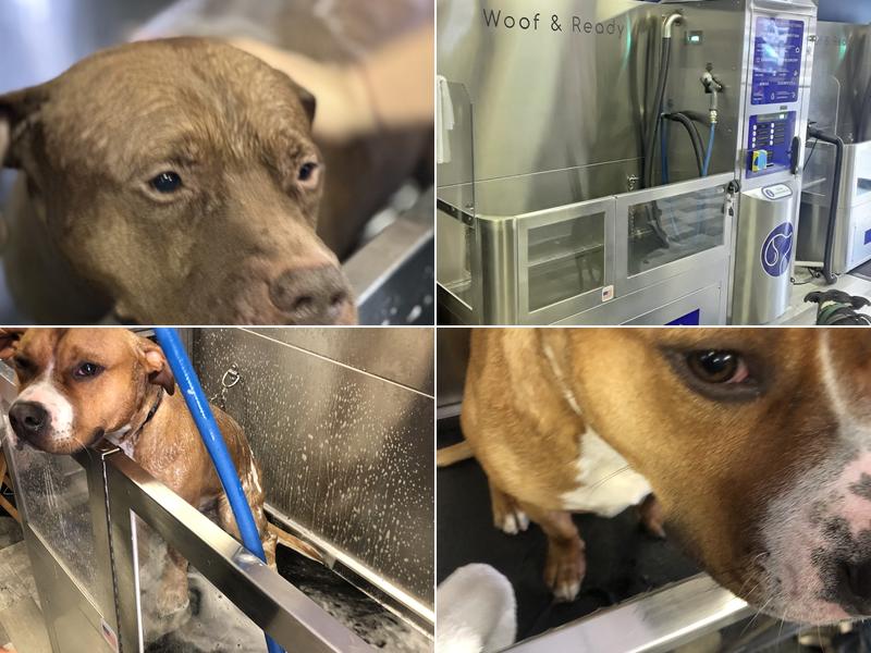 Woof & Ready Grooming/Self-Service Pet Wash