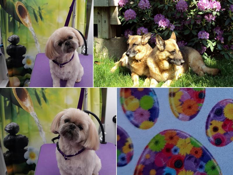 Best In Show Mobile Dog Grooming