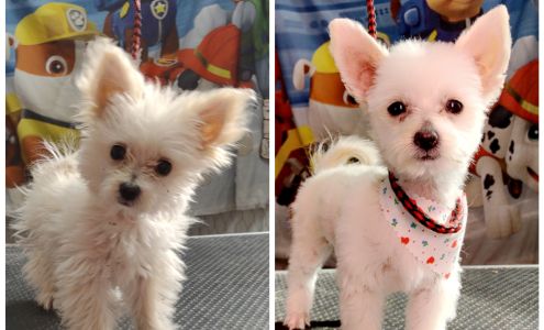 Pampurred Paws 8018 Bronzite, Hagerman New Mexico 88232