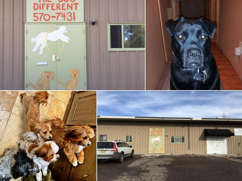 The Dog Different (Grooming by appt)