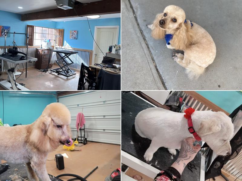 Pampered Pooches Grooming Spa