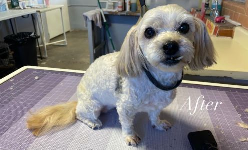 Pawfection Pet Salon 1001 E Main St, Tucumcari New Mexico 88401