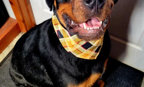 E. & C.! Pet Parlor 4238 NY-19, Belmont New York 14813