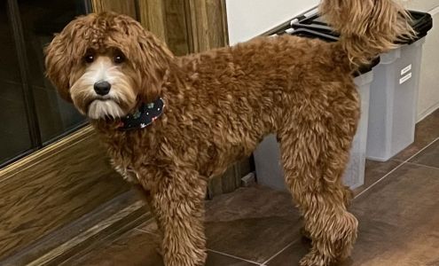 Laura's Pet Grooming 16 Bunnell Lane, Dansville New York 14437