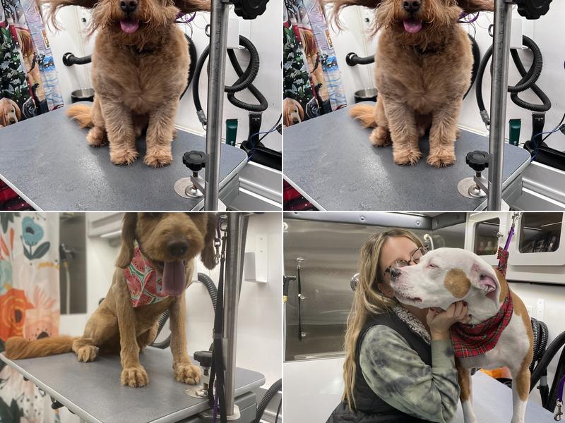 Wash'n Pawz Mobile Grooming