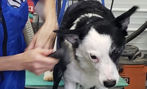 PetBrite Dog Grooming Salon