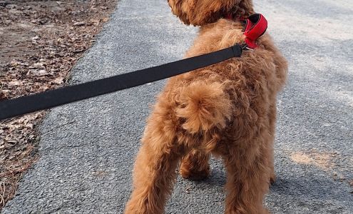 Dog grooming by Trish and kassie 118 Beaverkill Rd, Livingston Manor New York 12758