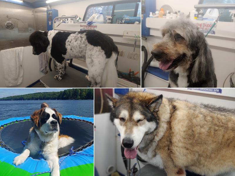 Barking Bubbles On the Go