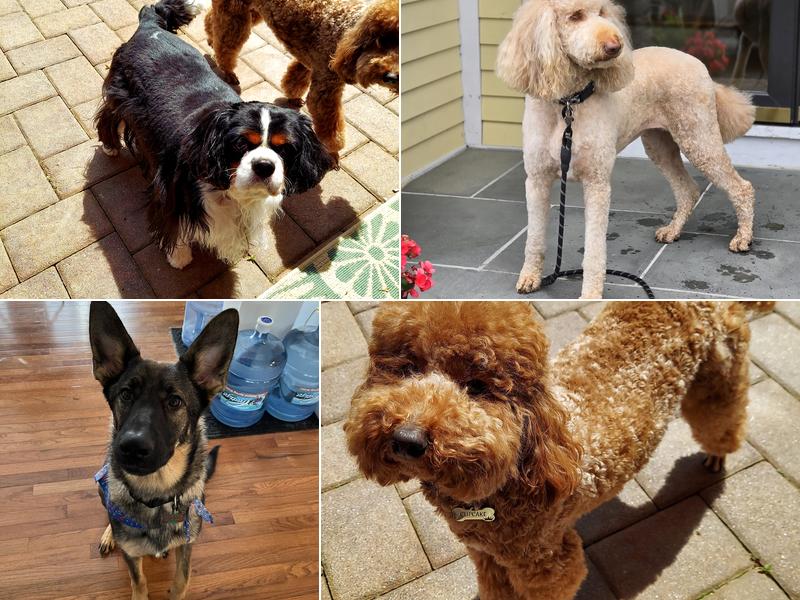 Bed and Biscuit Pet Resort