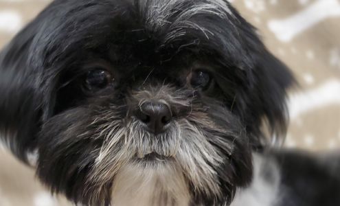 Puppy Love Pet Grooming, Inc