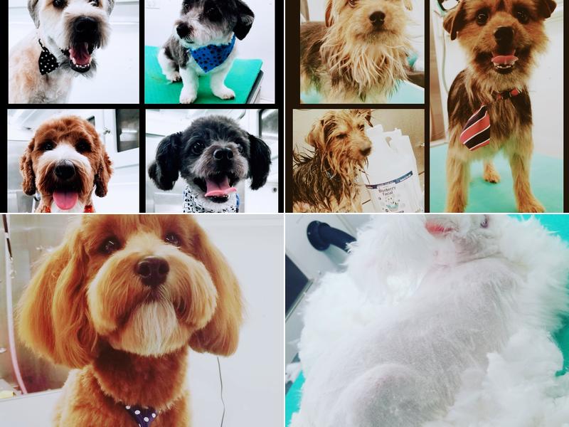 Sniffs & Wiggles Mobile Pet Grooming