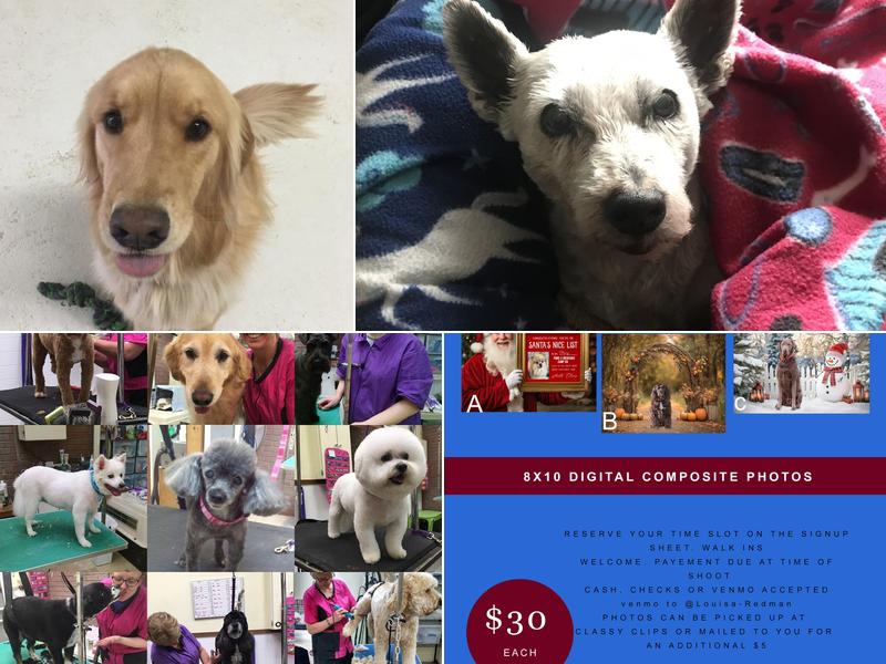 Classy Clip Grooming and Day Care