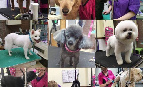 Classy Clip Grooming and Day Care