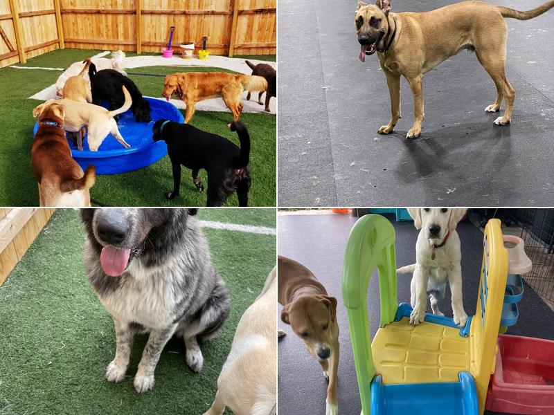 Dogz Gone Wild / CNY Canine Academy