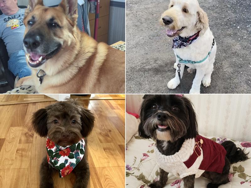 Paws Puppy Palace LLC