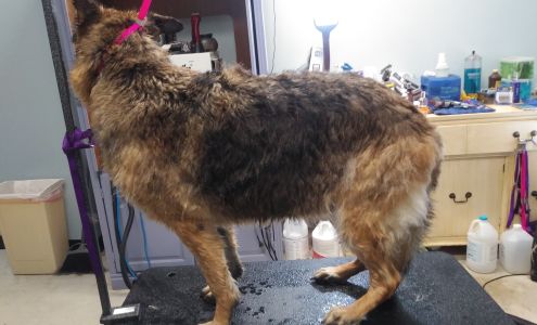 The purrfect paws 349 W Commercial St, East Rochester New York 14445