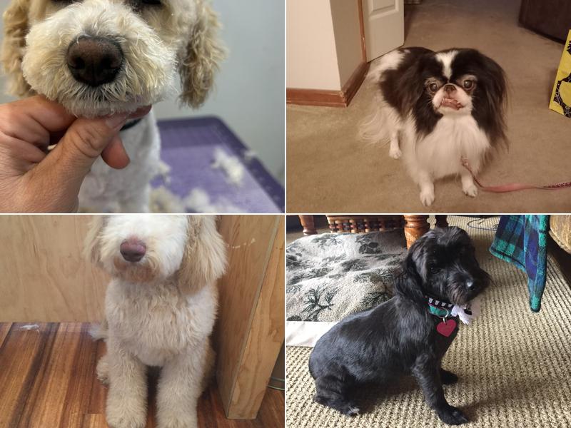 Tails & Nails Pet Spa