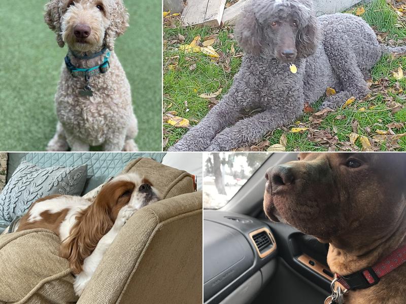 Shear PawFection Pet Spa