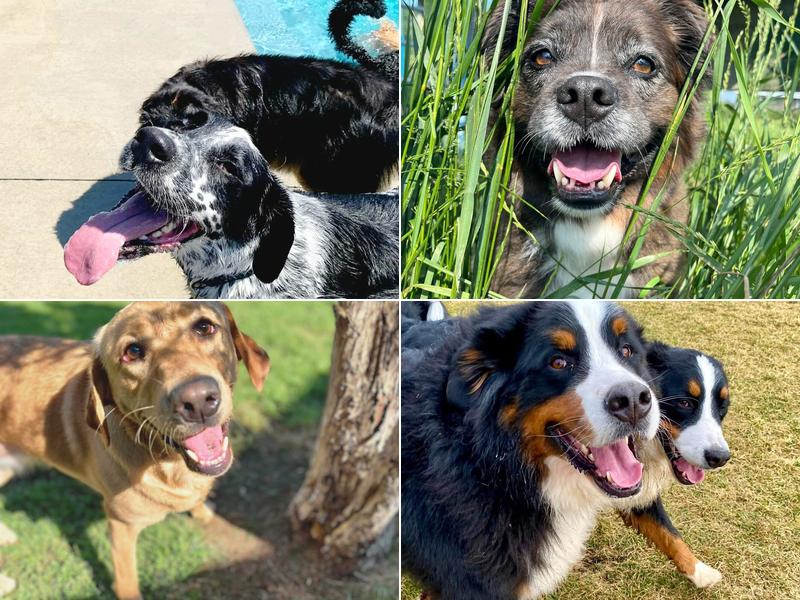 Dog World Bedrock Kennels