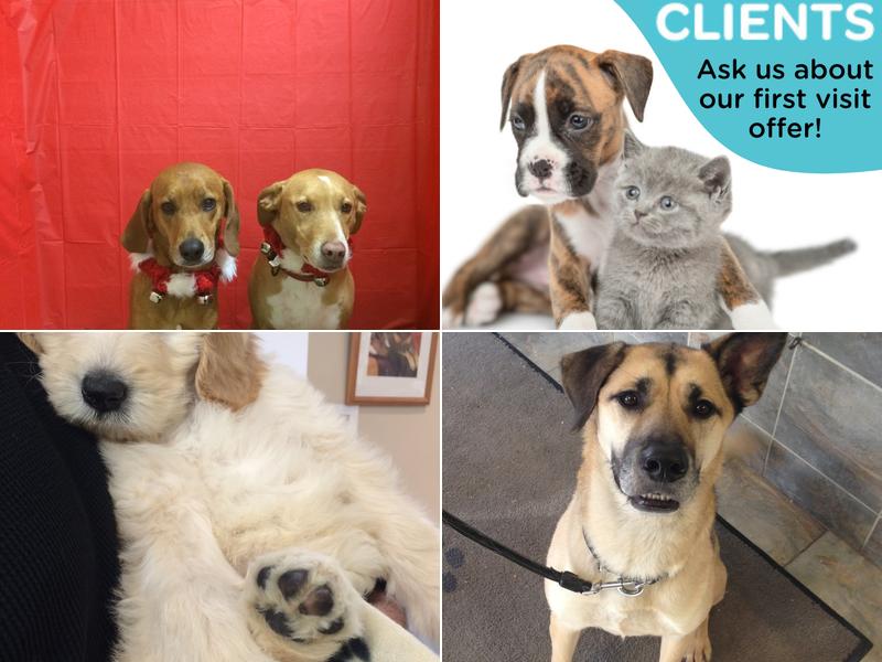 Barriefield Animal Hospital