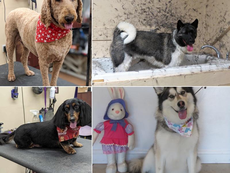 TLC Pet Grooming & Day Spaw