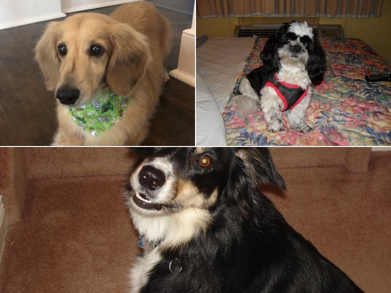 Dita's Grooming Studio