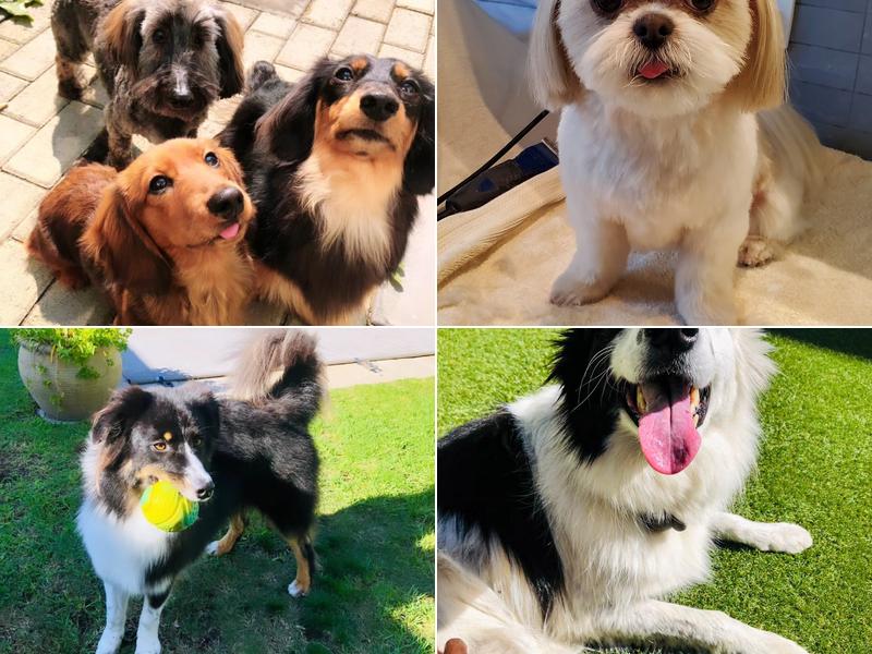 Posh Groomer house call dog grooming service