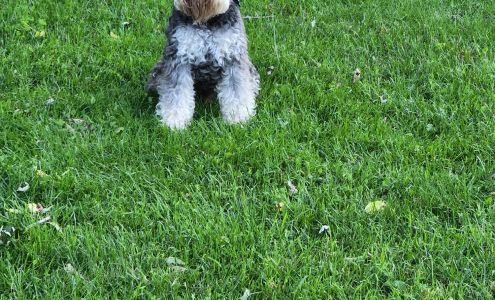 Laure-Marie Price Toilettage/Grooming