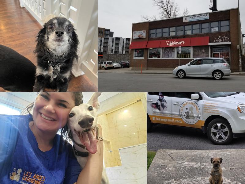 Les Anges Gardiennes Pet Care