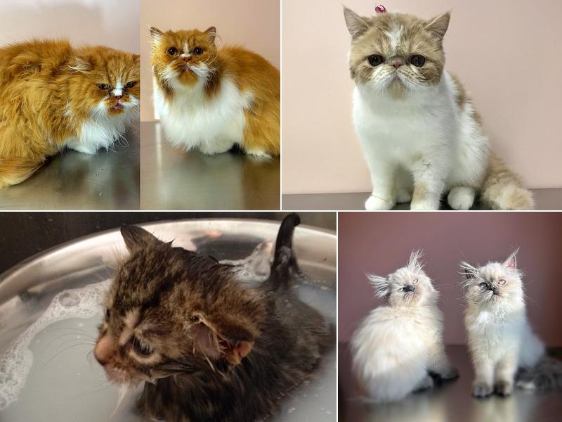 Cat's Pajamas Feline Grooming Studio