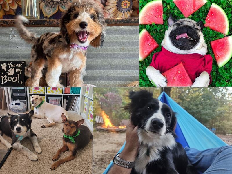 Tails of Lake Norman Pet Spa