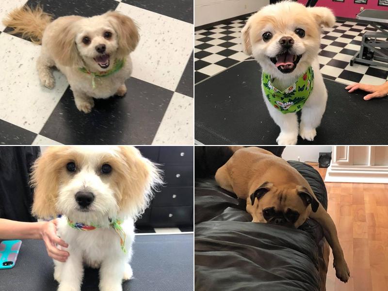 Mutt Kuttz Doggie Spa