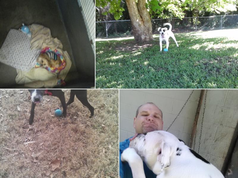 Pet Palace Boarding Grooming