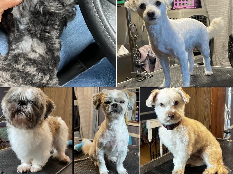 Snoopys House Pet Grooming