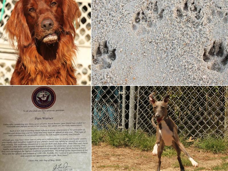 Ocean Sands K-9 Resort