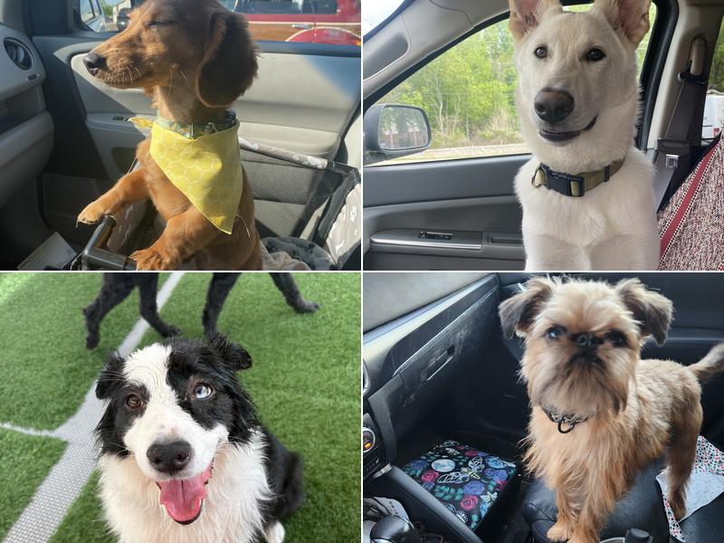 Paws & Claws of Morganton