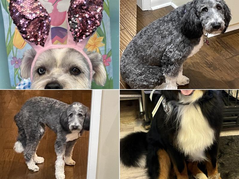 Critter Cuts Pet Grooming & Boarding