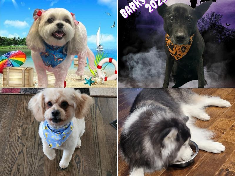 Brenda's Barks In Bows by Brittany