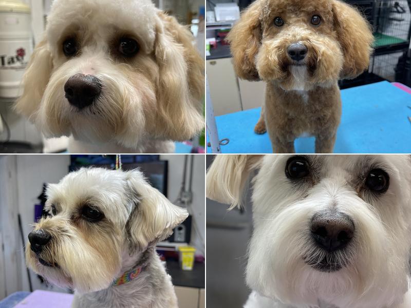 Twin Lakes Pet Grooming