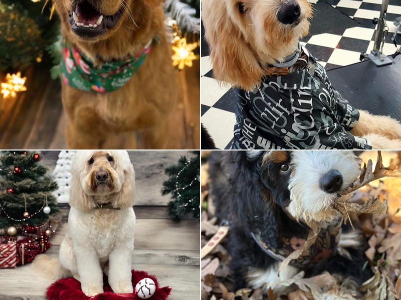 Heather's Doggie D'Tails