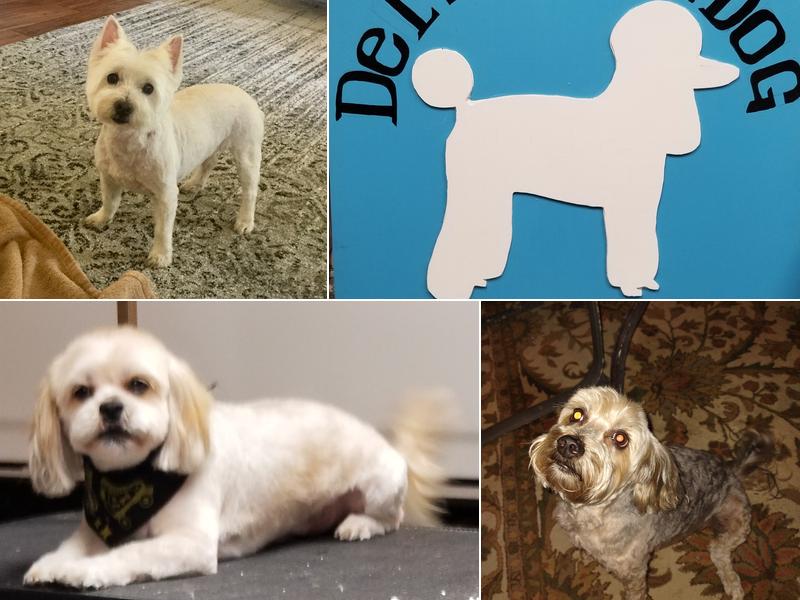 Delightful Dog Grooming