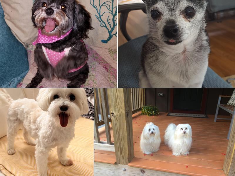 Sand2Suds Pet Grooming