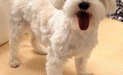 Sand2Suds Pet Grooming