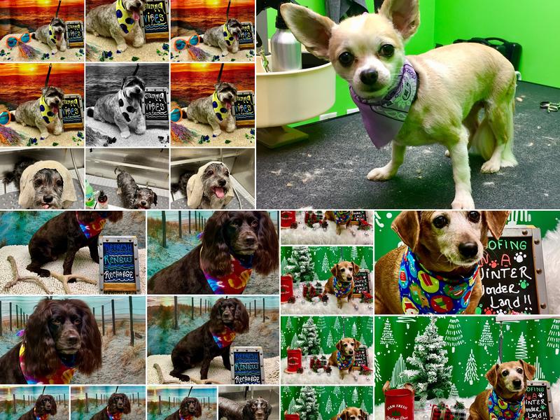 FURology Paw Spa & Retreat