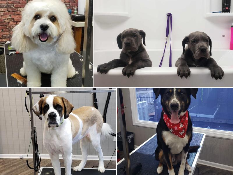 Dippin' Dogs Grooming