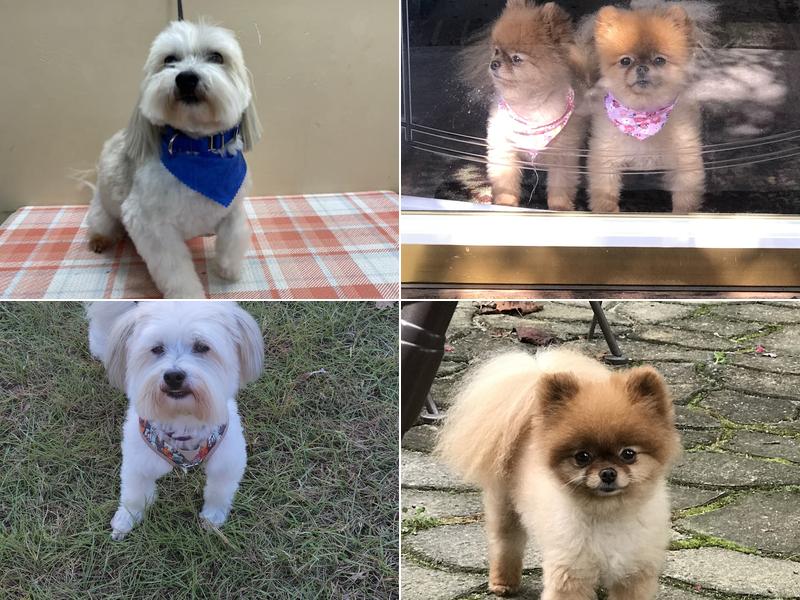 Barkabillies Groomin' Saloon