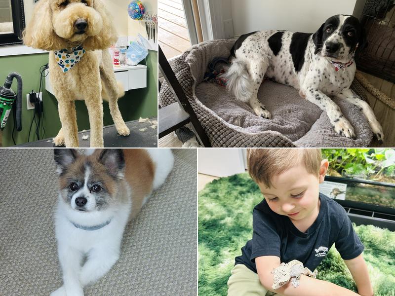 Sara's Dog Gone Beautiful Pet Salon & Spa